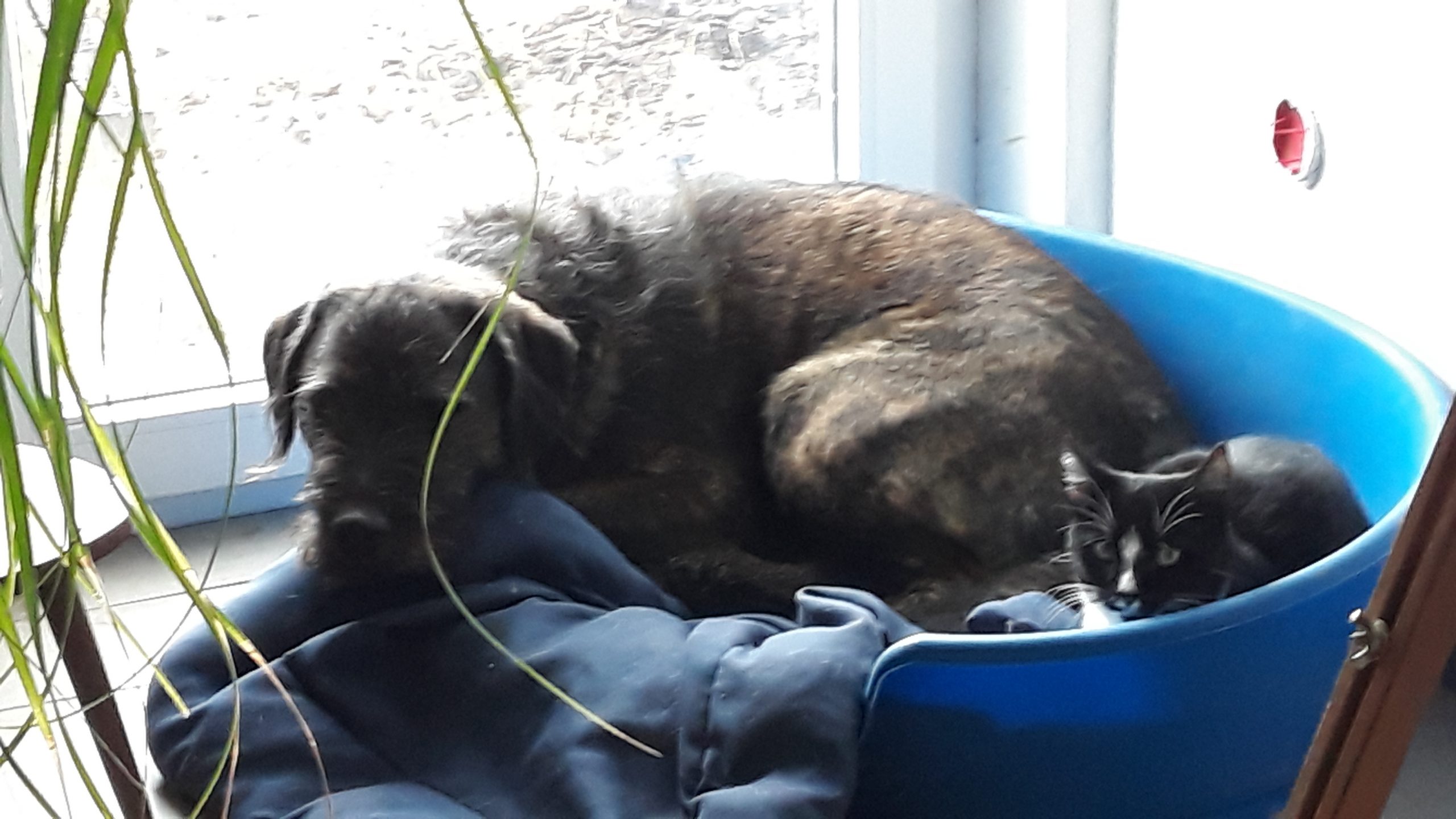 Gesunder Lebensstil, Gesellschaft und Politik