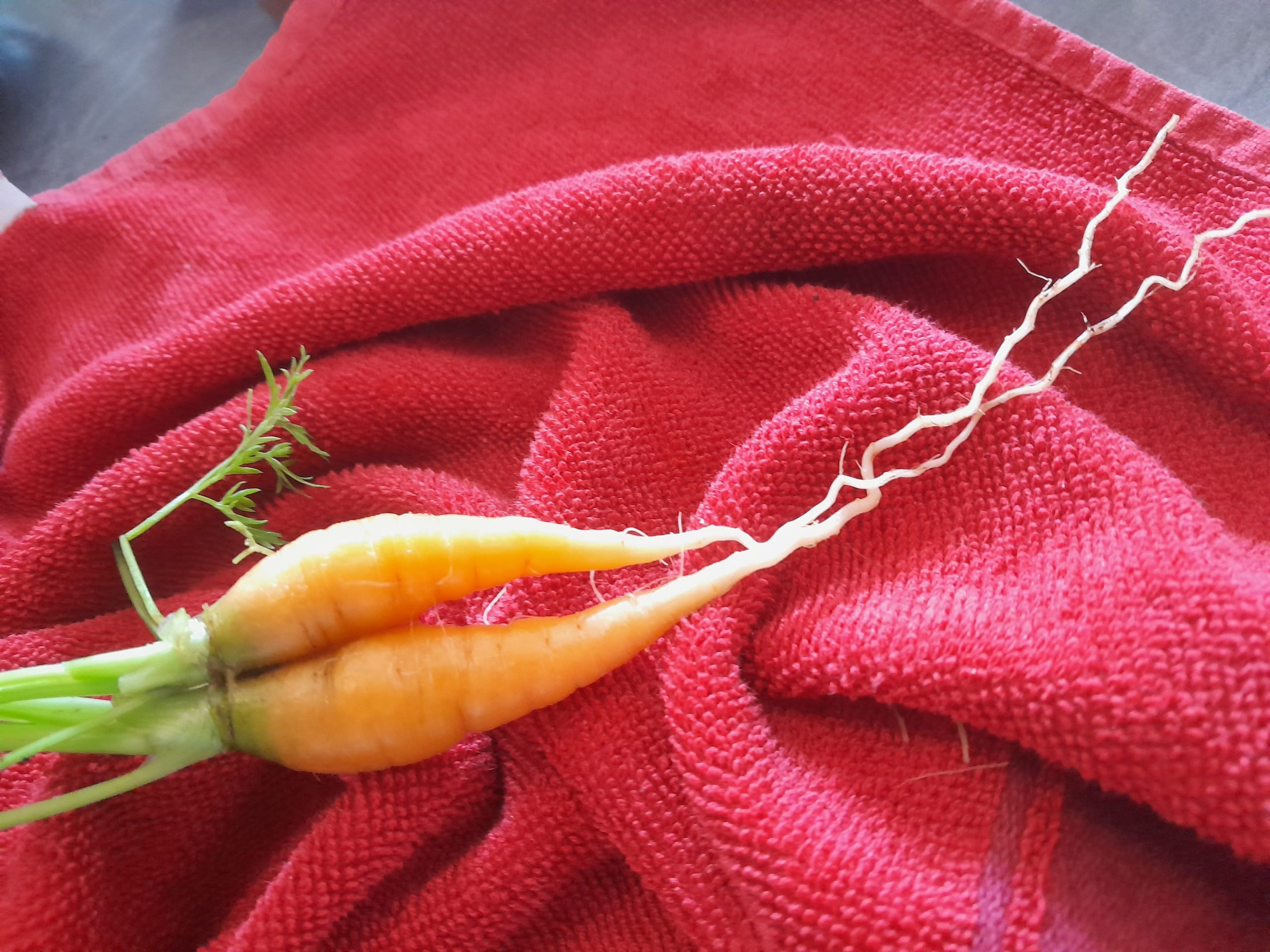 Warum Ernährungsumstellung?